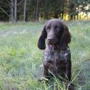 ELZA Black Nexuss FCI