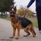 MADERA Leśne Najmadiu