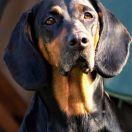 Impala z Rogu Trzech Książąt