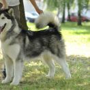 Daylight of Shire ShantiMal 