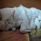 Fuks Shaggy Fluff FCI