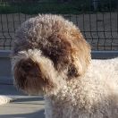 AURELIA Eminentia Canis