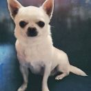 Amore Mio Dog Valley FCI