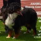 ANABELLA Wesoła Czereda FCI CH Pl, Mł.Ch PL, Club Winner, Baby Club Wi