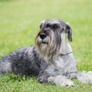 NEGRA Źródlana Dolina