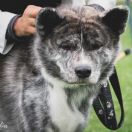 YAJIRUSHI Akai Kitsune