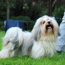 Fluffy Attraction Lady Catelyn