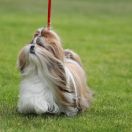 SHELKOVYI DOZHD' BEILIZ