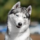 ZEPHYR HERALD OF GOODS KATTYVAL