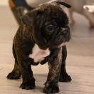 Bailey Tesori del Mare 