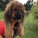 Balbina Sand of Tybet