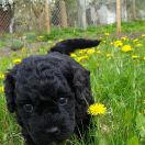 BALTA Pies de Perro (FCI)