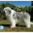 BAMBI COLLIS AMORES Katemori