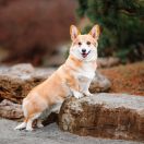 Barbarossa Blaze of Sanglamore