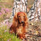 BASIM Lizus Maksimus 