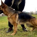 ZORKA z Więcborskiej Doliny 