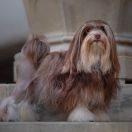 ELIZZE EGIDA ATENY Temperance Star st.Martin