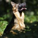 JAGA Beskidzka Wataha