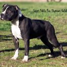 Saint Pablo For Skytown Goloka