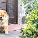 Tenk-jou-lee Nelli Sisi