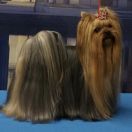 Carlos Winner Szafran