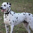 ANNABELLE LORE RUBY DOTS