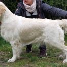 ZELDA QUEEN OF HEARTS Chakville