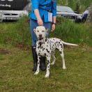 PUNTINATO BALLANTE Under the spotlight Uno