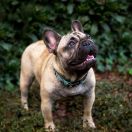 Benia Molosos Grabowski