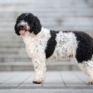 Zorrazo Let The Dice Roll For Belagio