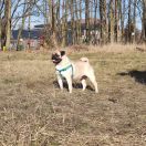 Hysminai Z Grodu Dawida (FCI) 