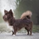 Odzhi iz Domika Azalii