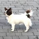 Viktoria Bret Mai Dens 