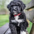 Aussie Welkope CZAS NA WINKO