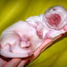 SNOW CLOUD Source of Happiness FCI