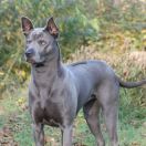 Akima Coloured Pearls 