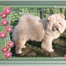 Magic East Bussaba Somalia 