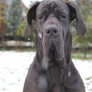 KAREIA Margarejro (FCI)