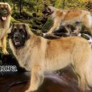 Believe Im Me MAURA Z Leśnego Zakątka 