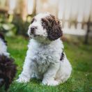 Bella's Lullaby Inquenity