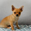 BERIC z Dorzecza FCI