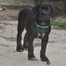 BESTSELLER Your Destiny FCI