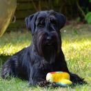 BETTY BARCLAY Elfara Poland FCI 