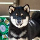 Fukamaru Go Yuukitohokori (FCI)