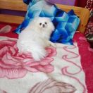 Rus Haus Vorhut NINA SIMIN