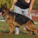 Debora vom Olster Hof