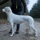 LETIZIA ORTIZ Artemis Canes 