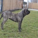 Abi Abracadabra Dogs