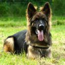 Black Jack Urban Team