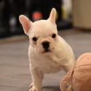 Blanca Tesori del Mare 